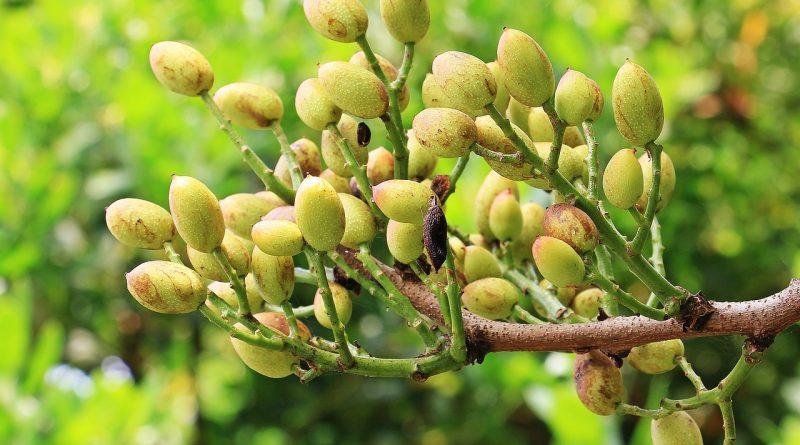 La fascinante croissance des pistaches