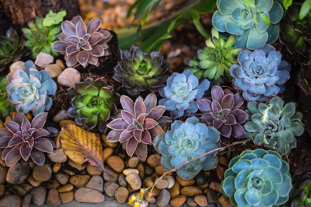 Trouver le nom de votre plante grasse