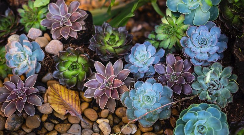 Trouver le nom de votre plante grasse