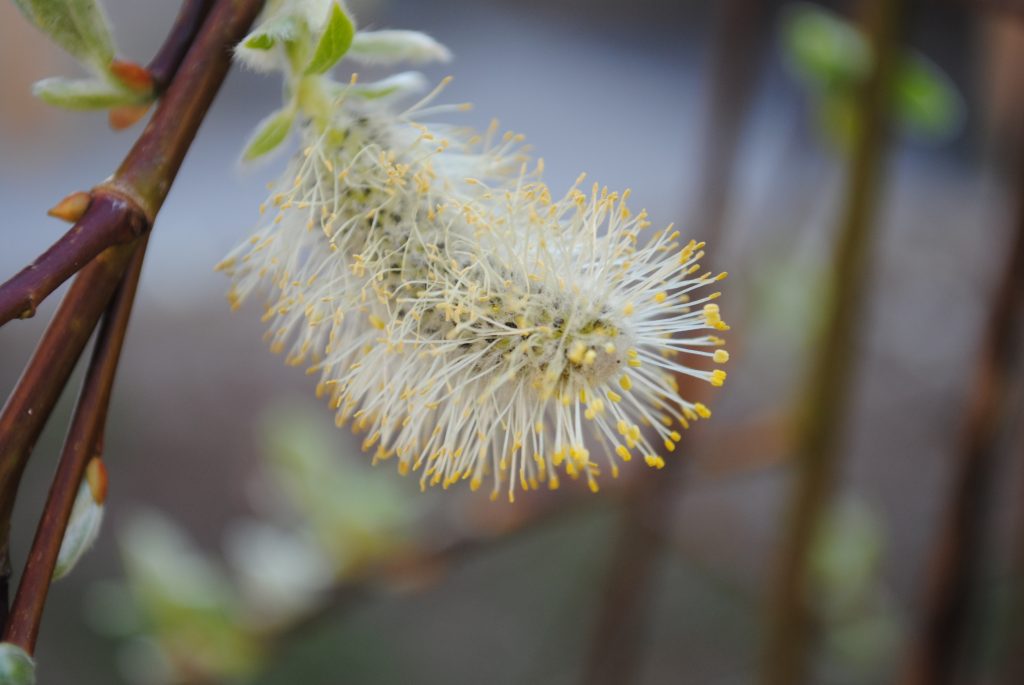 conseils et techniques d’entretien pour bien couper les branches d’un saule crevette