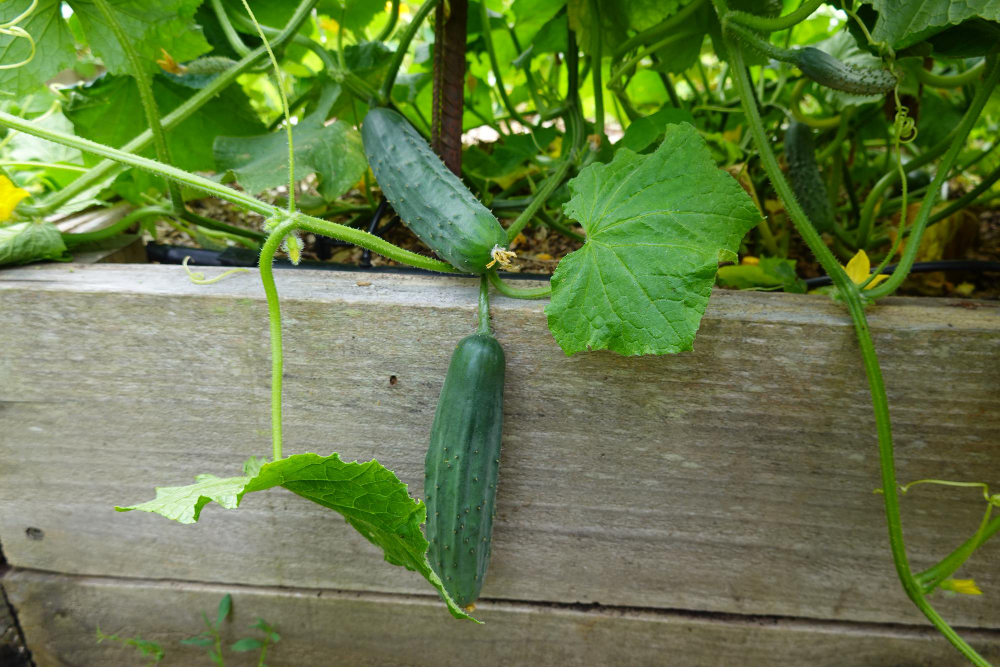 les plantes en automne dans votre potager